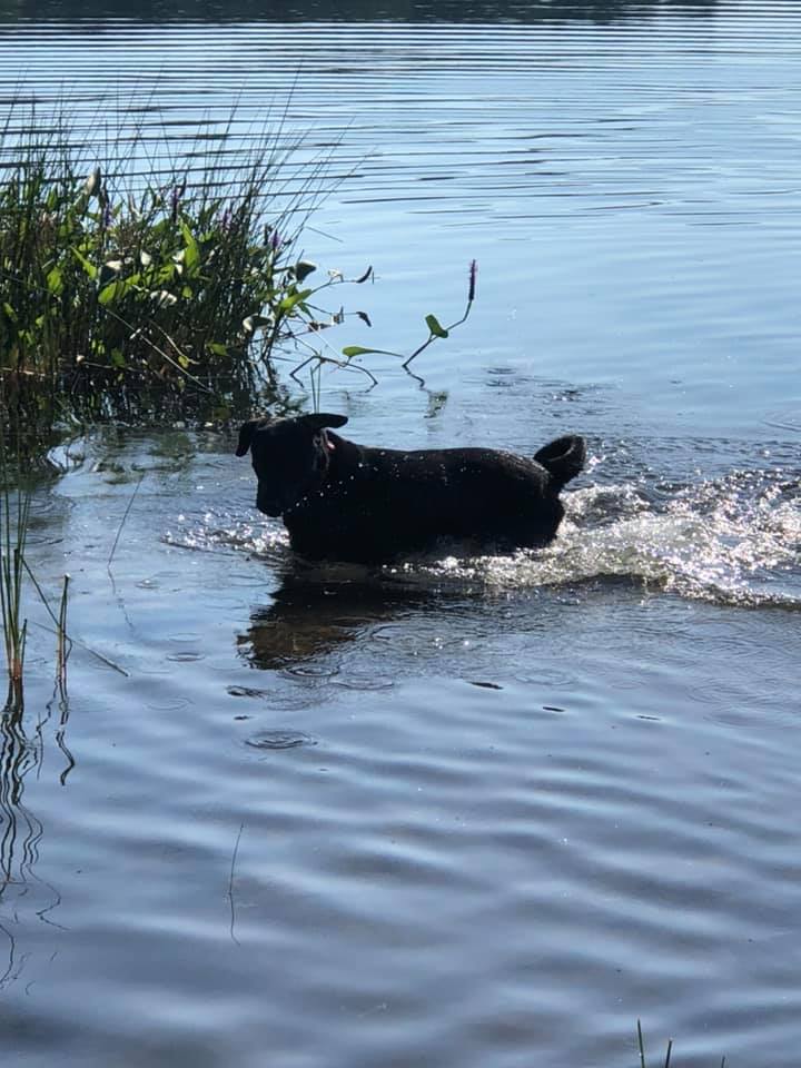 How To Keep Your Dog Cool: Useful Tips for Dog Owners